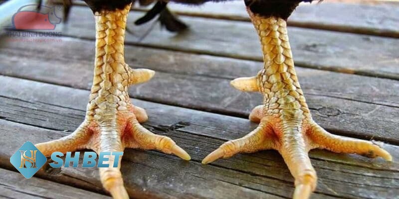cách xem cựa đá gà cách xem cựa đá gà