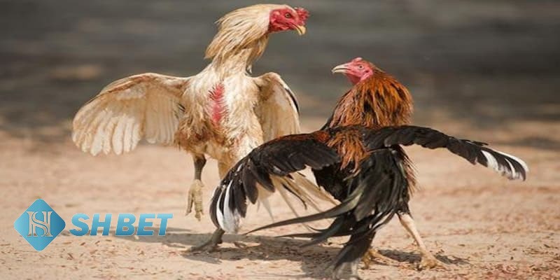 cách xem cựa đá gà cách xem cựa đá gà