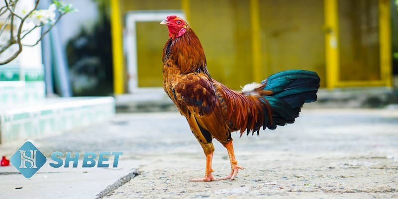 cách xem cựa đá gà cách xem cựa đá gà