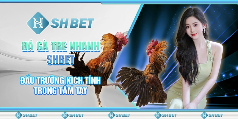 Đá Gà Tre Nhanh SHBET – Đấu Trường Kịch Tính Trong Tầm Tay