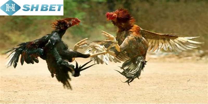 Có rất nhiều lợi ích khi tham gia chọi gà hoàng gia