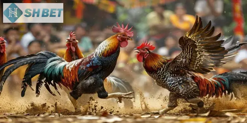 Đừng quên áp dụng kinh nghiệm chơi đá gà c1 hiệu quả thắng lớn