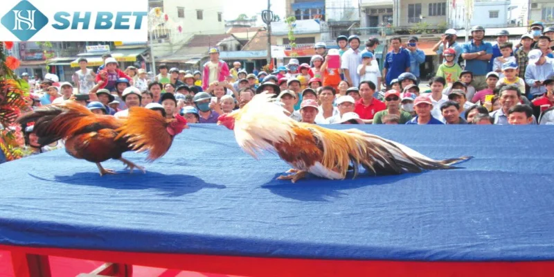Hãy nắm kỹ địa điểm và không gian tổ chức chọi gà ao làng