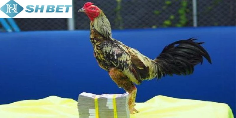 Gà chọi từ Thái Lan có bộ lông mượt mà, đa dạng màu sắc