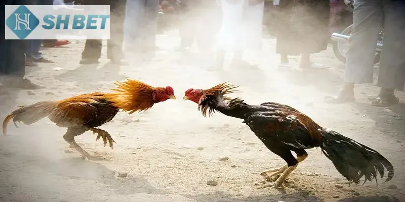 Game đá gà thomo vì sao lại thu hút đến vậy?