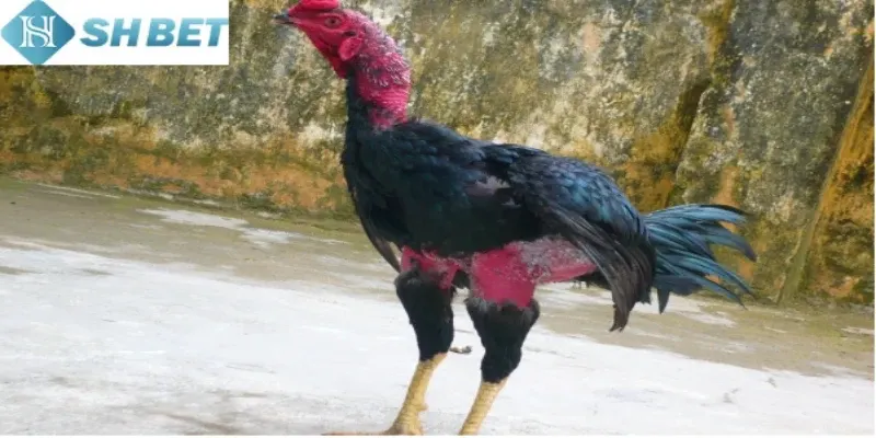 Gà Nòi Thách Đấu ngày nay vô cùng phát triển