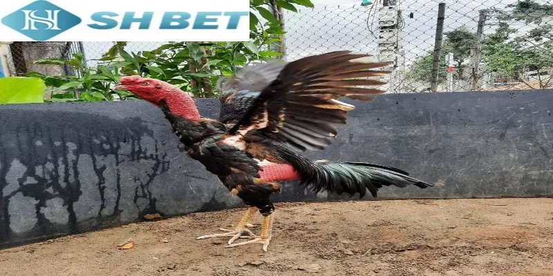 Cập nhật nhanh cách chọn và nuôi gà nòi chuẩn nhất mỗi ngày