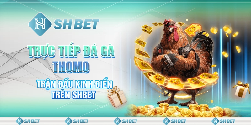Trực Tiếp Đá Gà Thomo - Trận Đấu Kinh Điển Trên SHBET