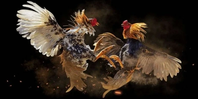 Các lỗi hình thể cần tránh tuyệt đối khi chọn chiến kê