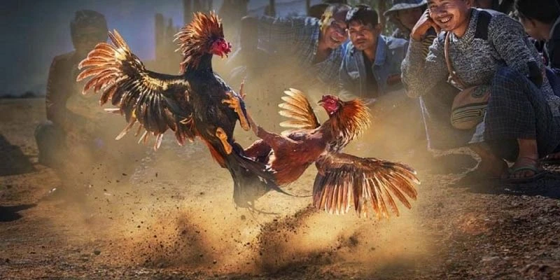 Tìm hiểu một chiến kê mạnh trong đá gà