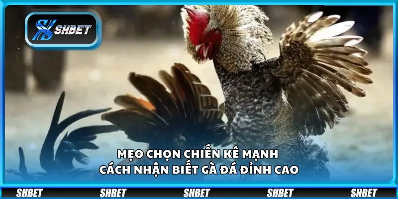 Mẹo chọn chiến kê mạnh - Cách nhận biết gà đá đỉnh cao